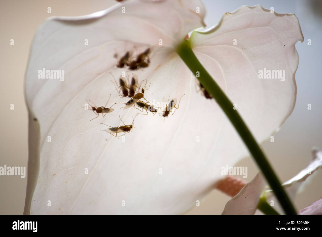 Les fourmis sous un pétale de l'anthurium Banque D'Images Les fourmis sous un pétale de l'anthurium Banque D'Images