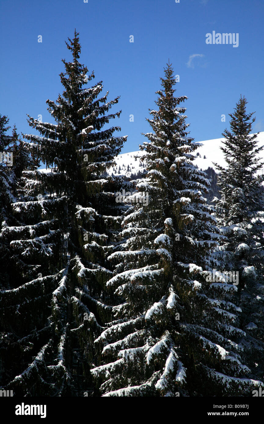 Gros plan d'un peu de neige-couvertes de pins dans la station de ski de Morzine, France Banque D'Images
