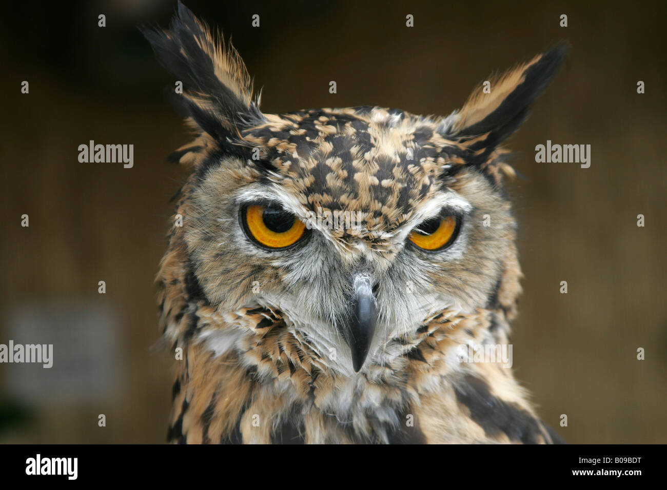 CLOSE UP OWL HEAD YEUX VISAGE BEC OISEAU RAPTOR STARE deux plumes naturelles NATURE CARNIVORE regardant voler FLYING Banque D'Images