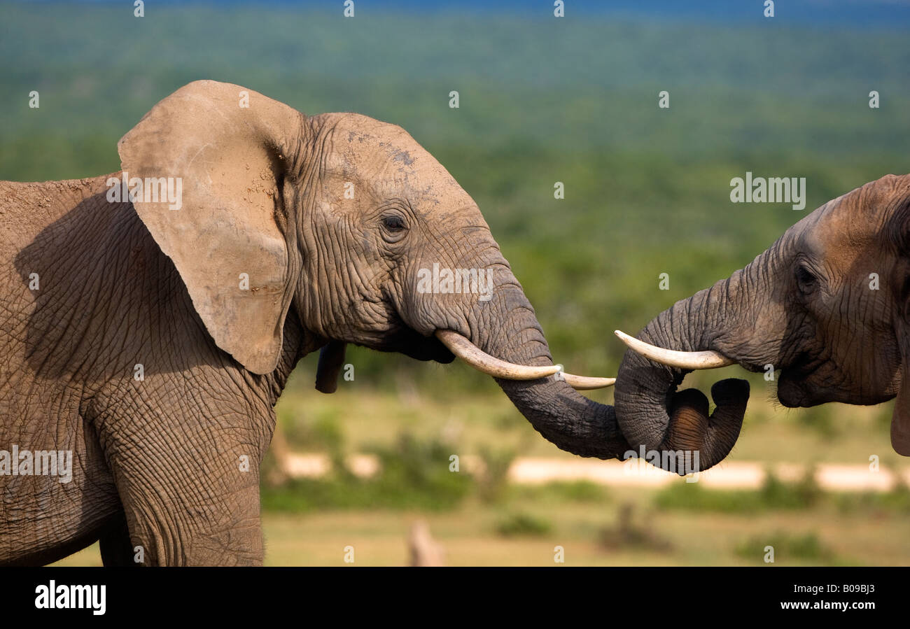 Les éléphants jouant Banque D'Images