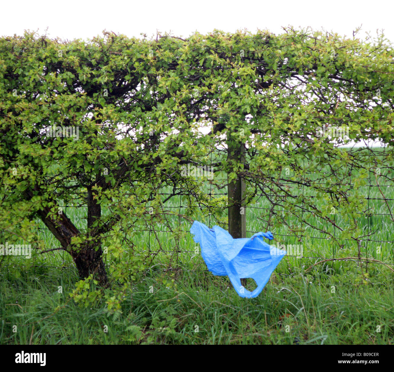 Sac en plastique le vent emprisonné dans Thorn Clôture Couverture.Près de Falkirk, Ecosse, Royaume-Uni. Banque D'Images