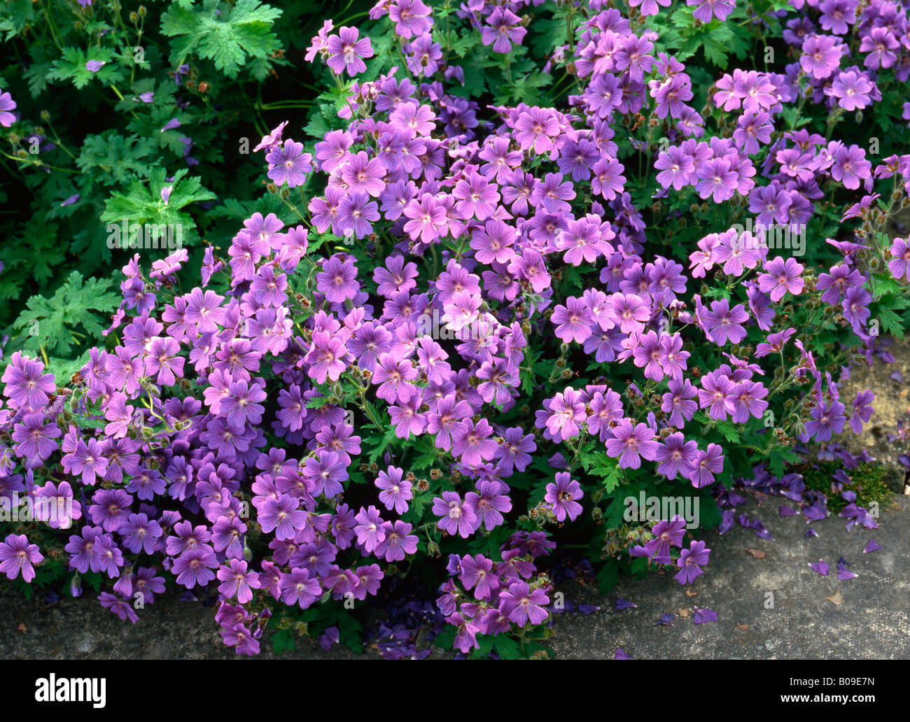 Pélargonium / géraniums dans la fleur de jardin frontière. Banque D'Images