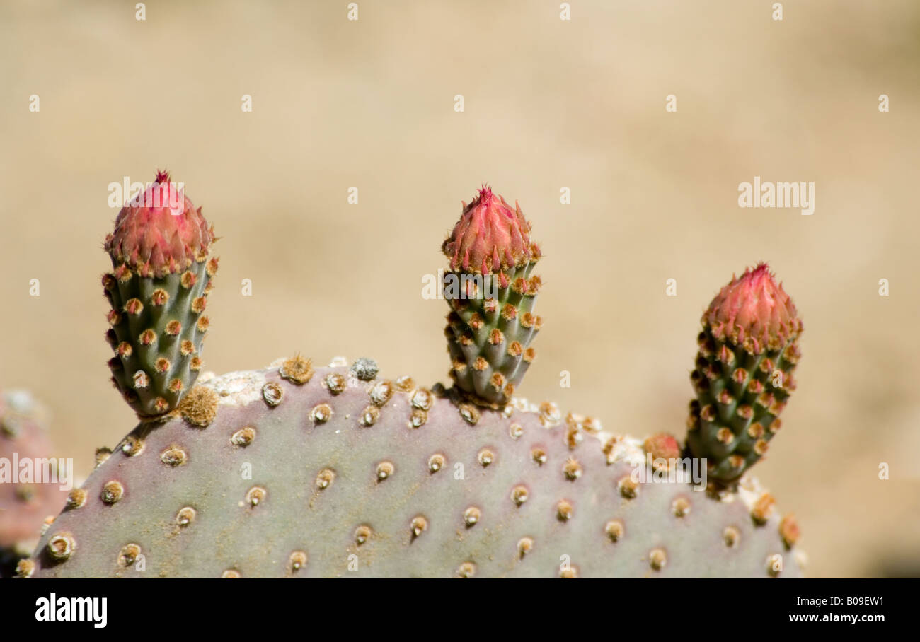 Cactus Opuntia basilaris de castor Banque D'Images