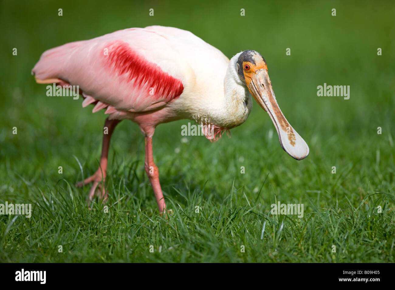 - Ajaja ajaja Roseate Spoonbill Banque D'Images