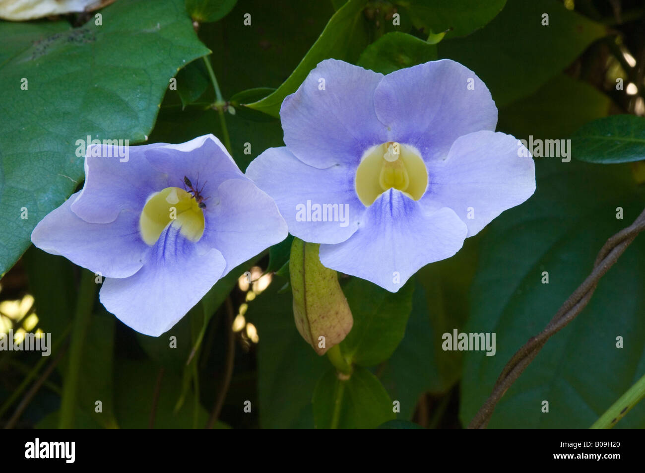 Scrambling Sky Flower Thunbergia battiscombei Kanapaha Botanical Gardens à Gainesville, Floride USA Banque D'Images