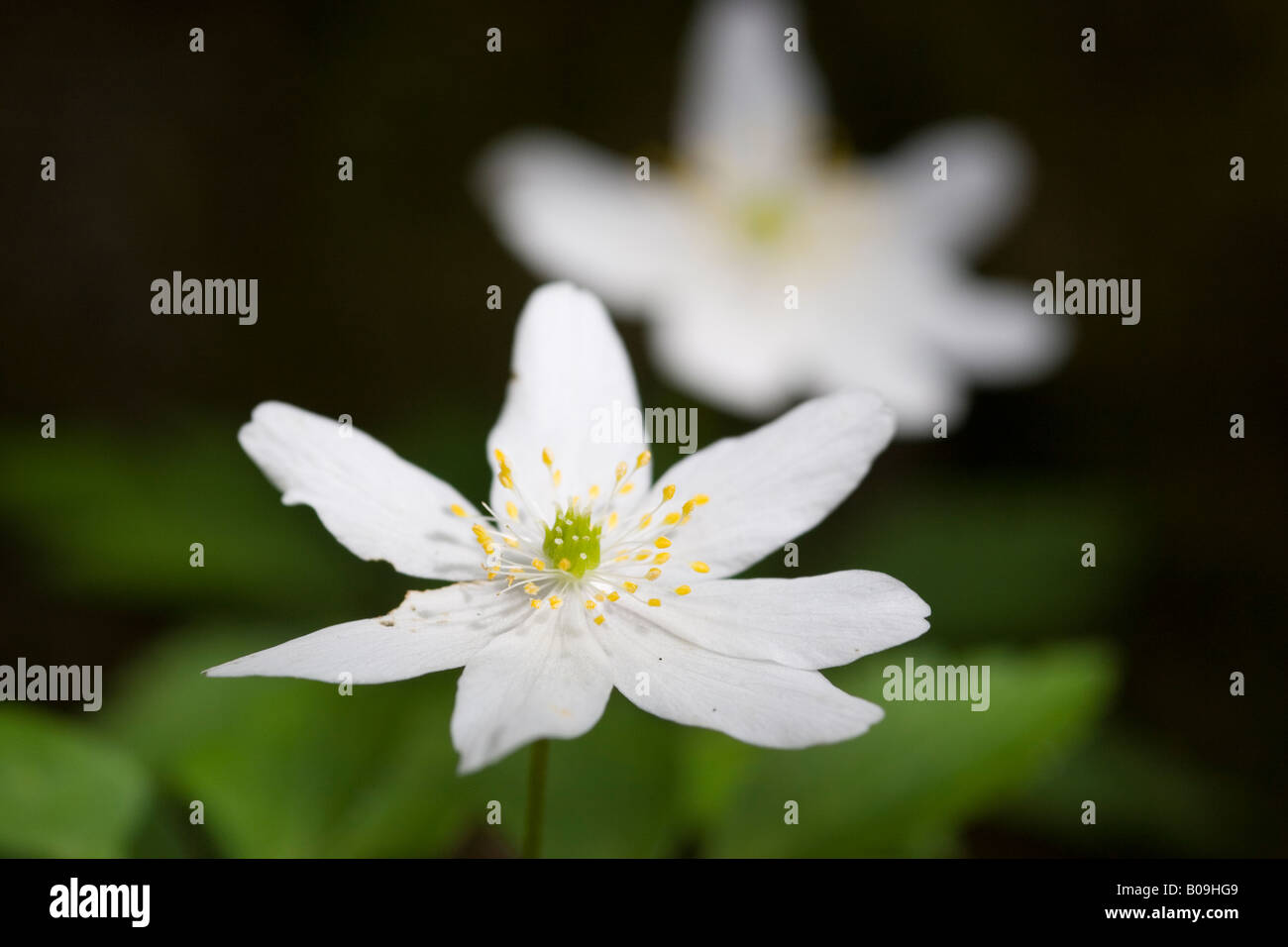 Anémone des bois au printemps de bois, UK Banque D'Images