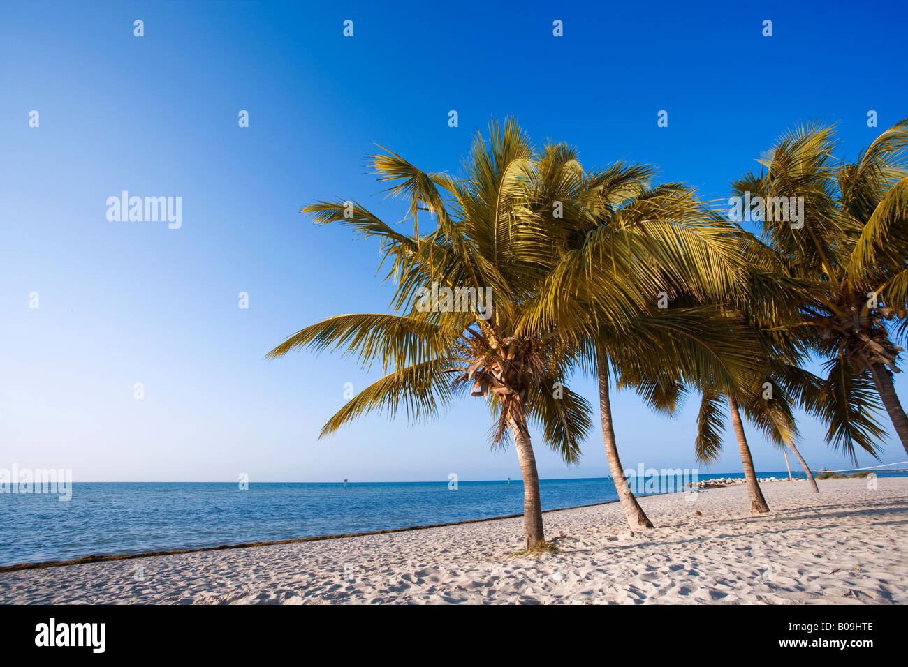Plage tropicale avec palmiers à Key West, Floride, USA Banque D'Images