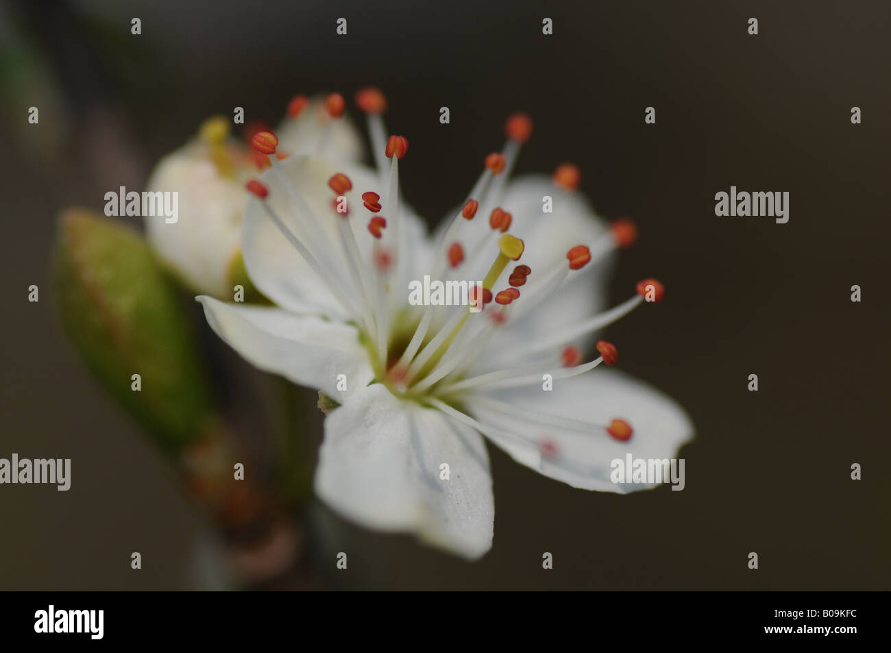 Prunellier fleur dans une haie Banque D'Images