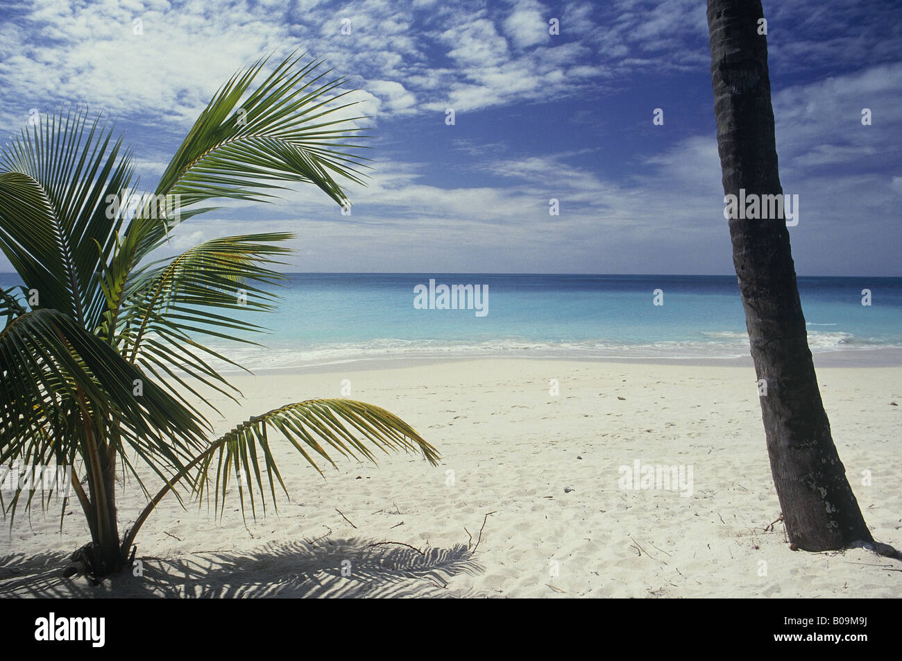 Plage de sable blanc de la mer bleu ciel bleu et palm tree trunk DARKWOOD BEACH ANTIGUA Banque D'Images