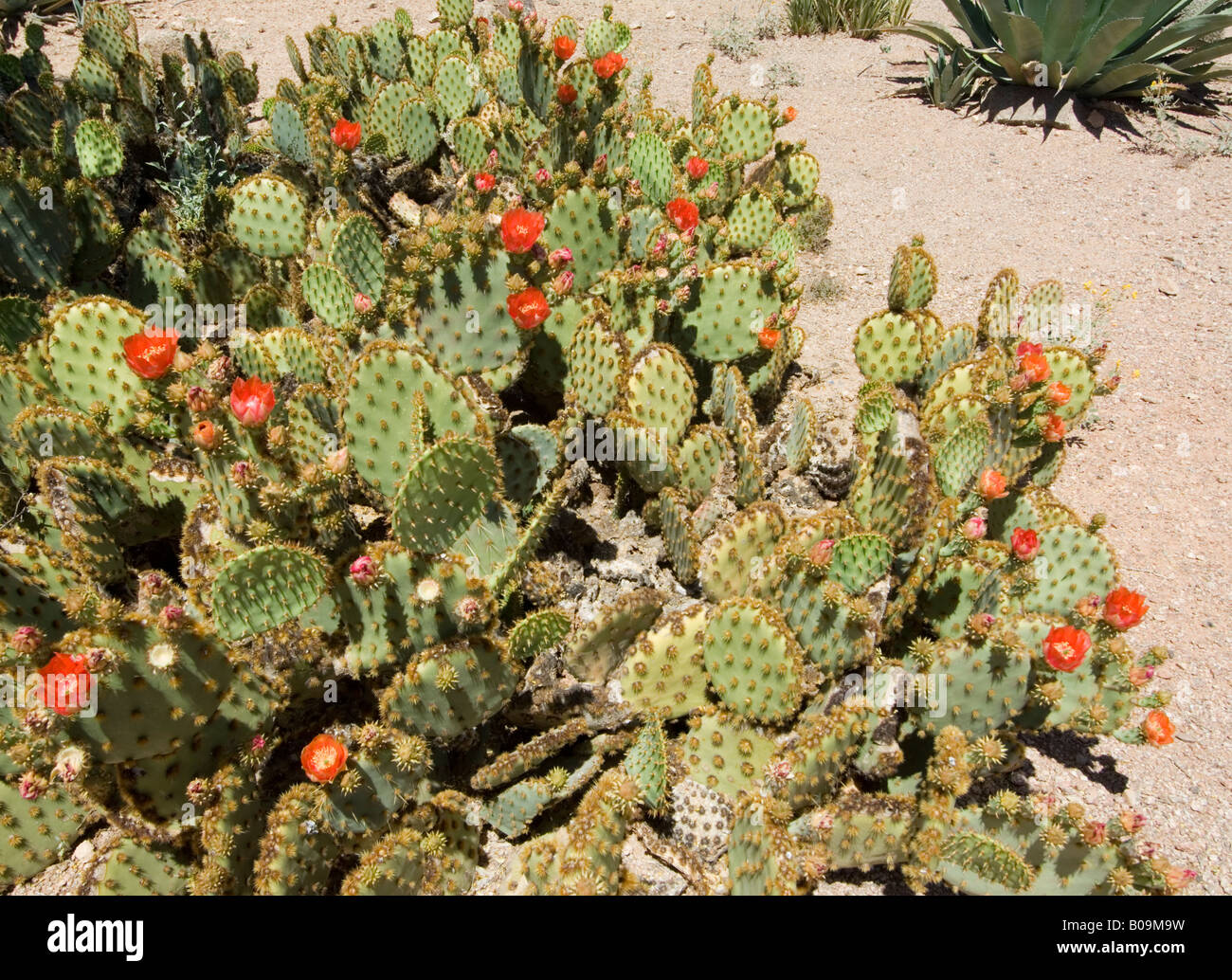 S'Engelmann Cactus Opuntia engelmannii Banque D'Images