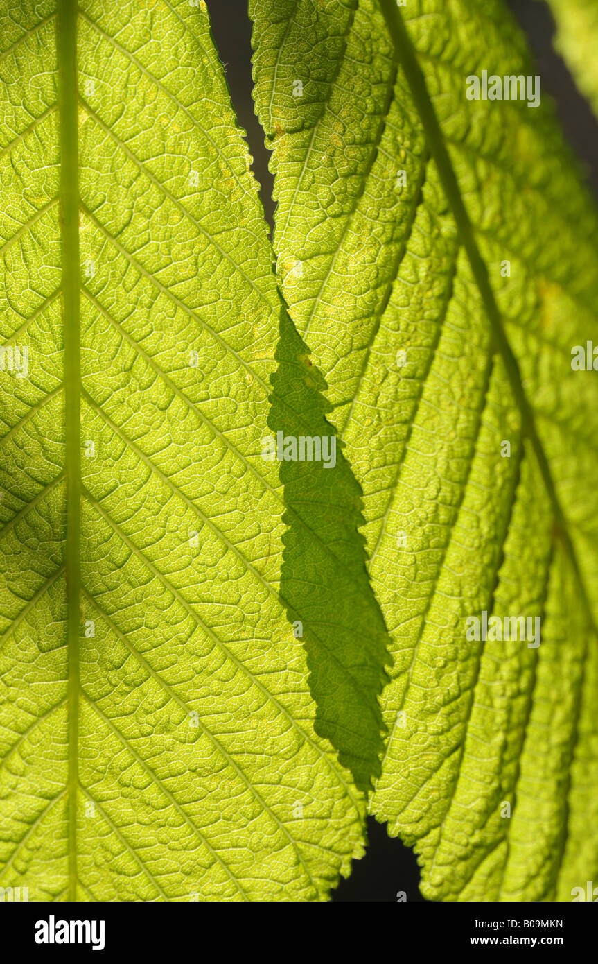 Soleil à travers les jeunes feuilles de marronnier Banque D'Images