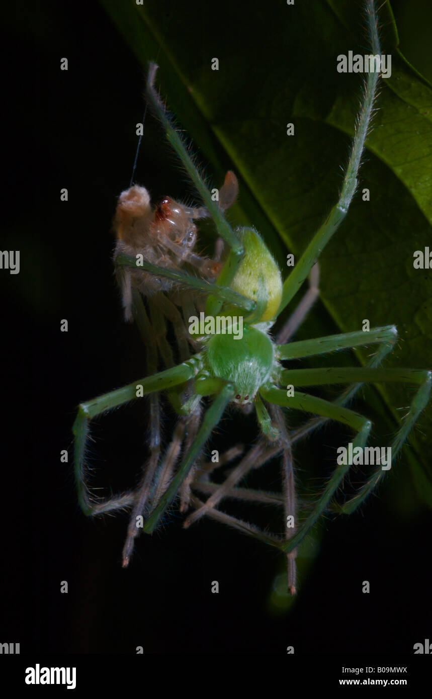 Araignée du brésil Banque de photographies et d’images à haute — free download