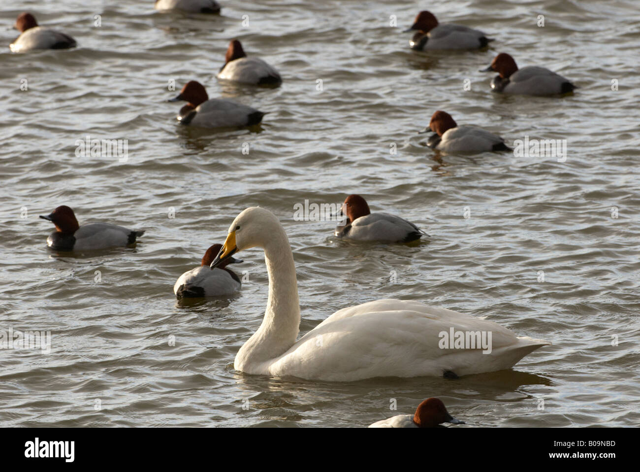 WWT Welney Cygne chanteur Cygnus cygnus et milouin Aythya ferina par zone d'observation Banque D'Images