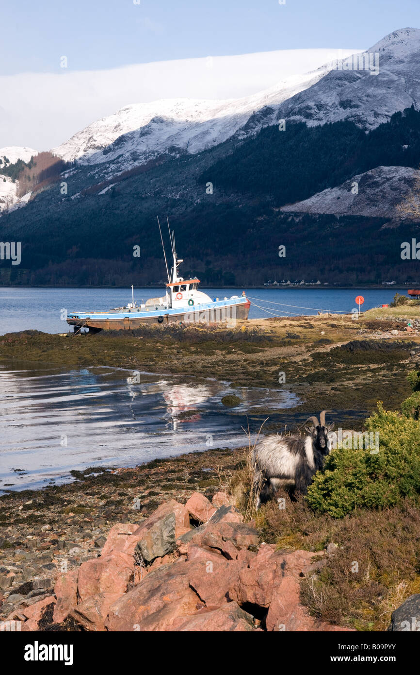 Bateau de pêche des Highlands écossais et de chèvre Banque D'Images