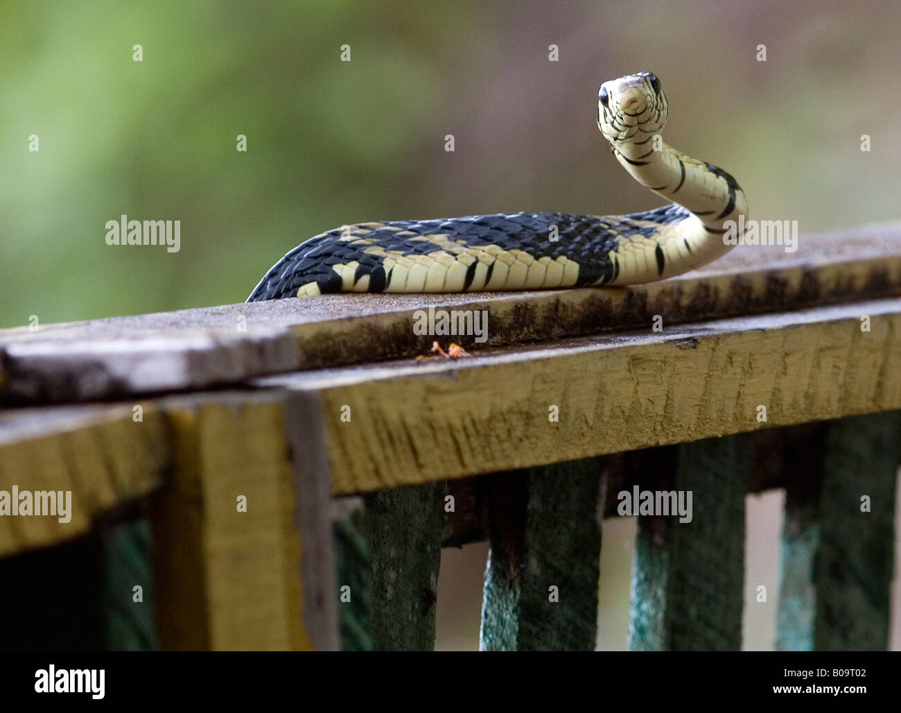 Un rat snake sur le balcon en bois d'une petite cabane Banque D'Images