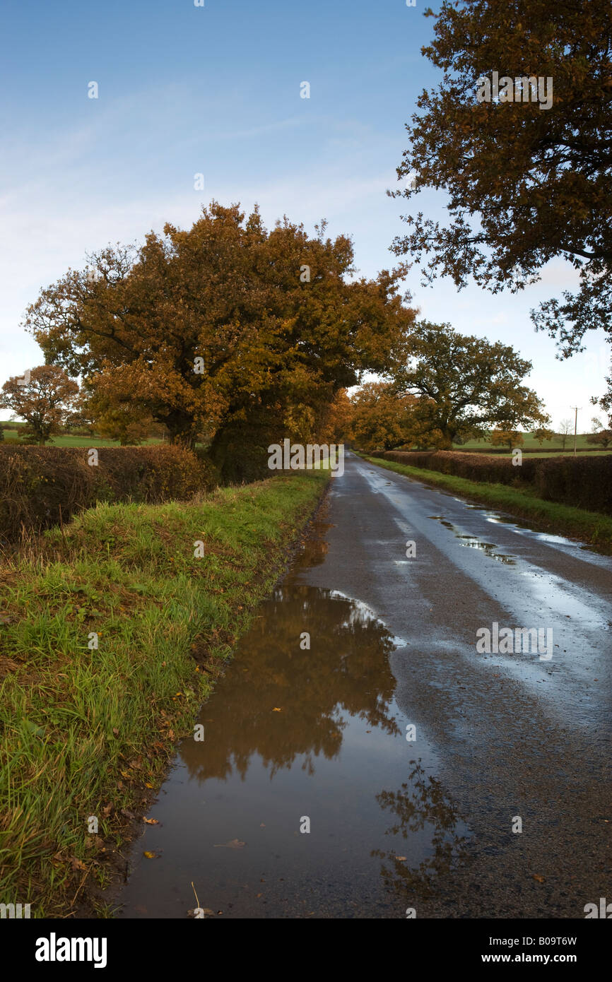 Scène d'automne humide sur une route de campagne, près de Granby, Northamptonshire, England, UK Banque D'Images