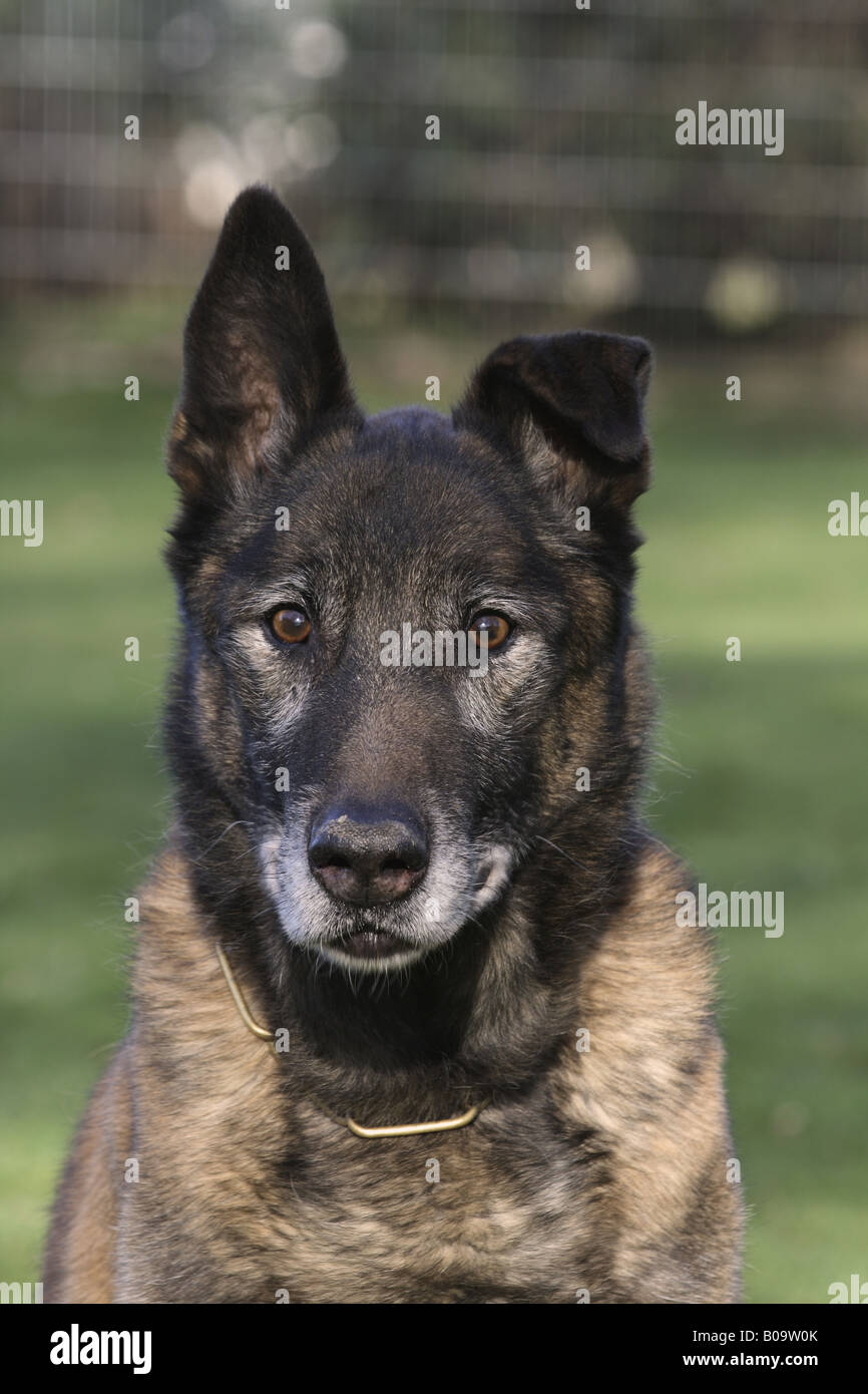 Chien de Berger Belge, Chien de Berger Belge Malinois (Canis lupus f. familiaris), portrait d'un vieux chien Banque D'Images