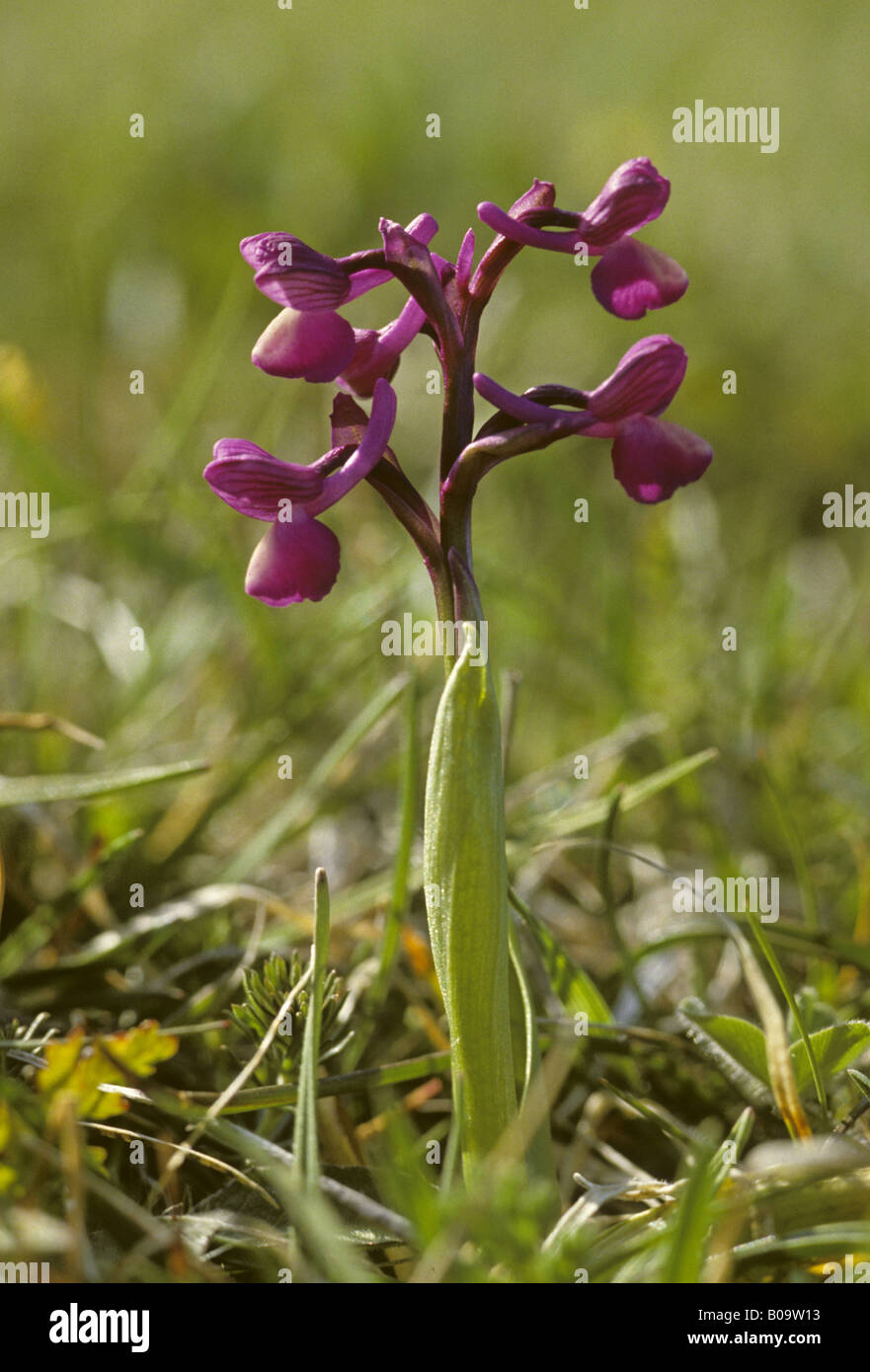Green-winged orchid, la prairie orchid (Orchis morio), seule plante en fleurs Banque D'Images