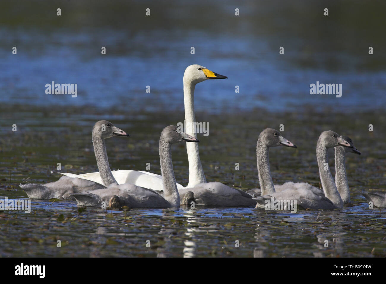 Cygne chanteur (Cygnus cygnus), Hot bird avec les juvéniles, natation, la Suède, l'Gaevleborgs Jaervsoe laen, Banque D'Images