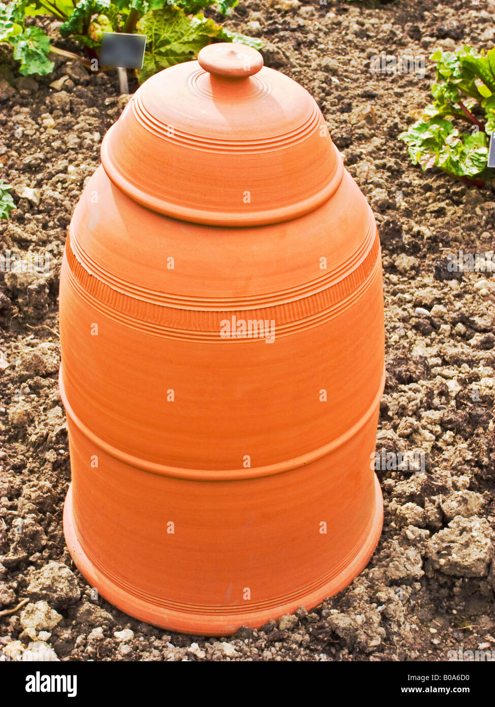 Pot en terre cuite pour forcer la rhubarbe Banque D'Images