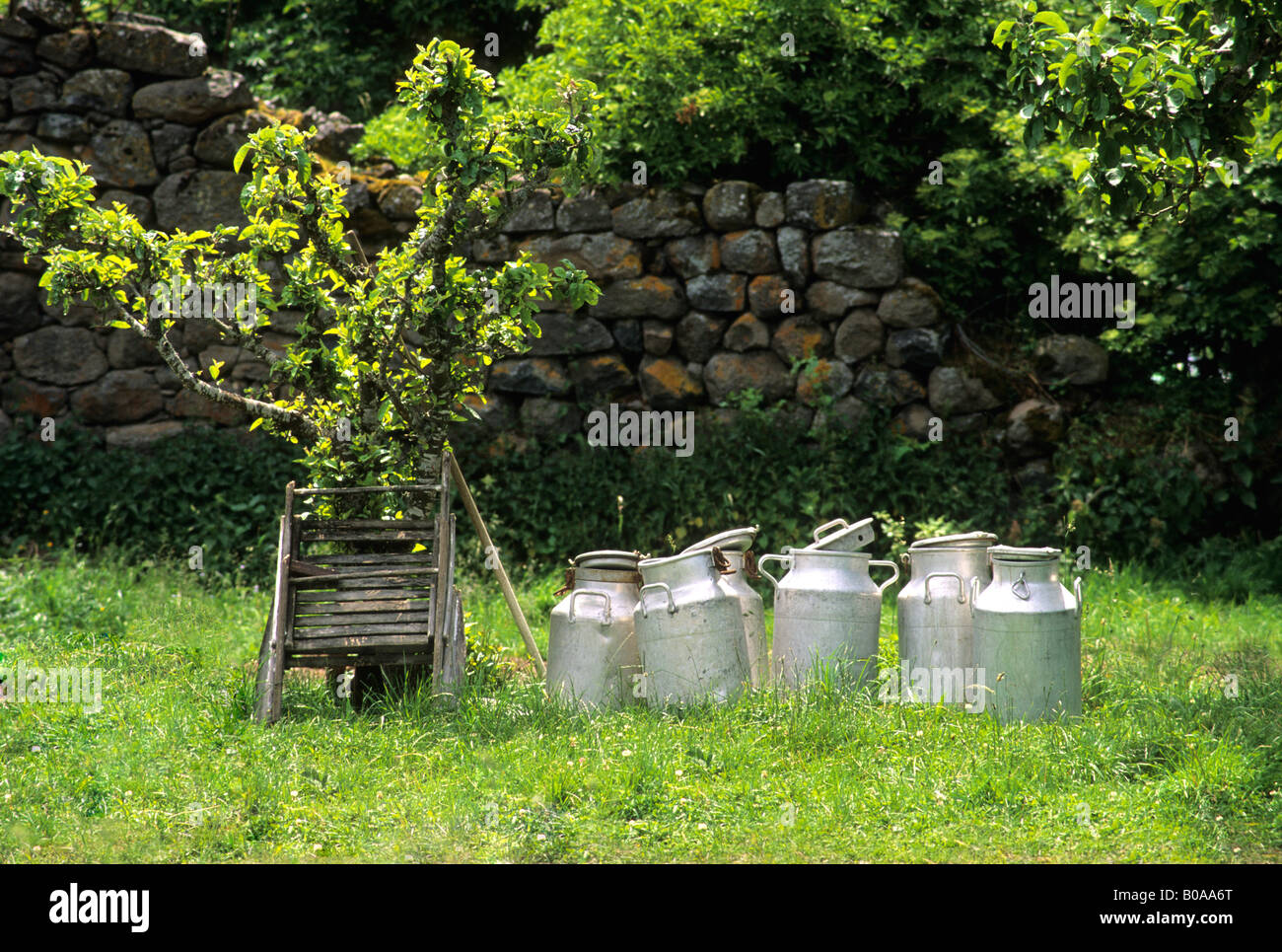 Récipients à lait près d'un arbre dans un cadre rural avec des murs de pierre entourés d'herbe. Auvergne. France Banque D'Images