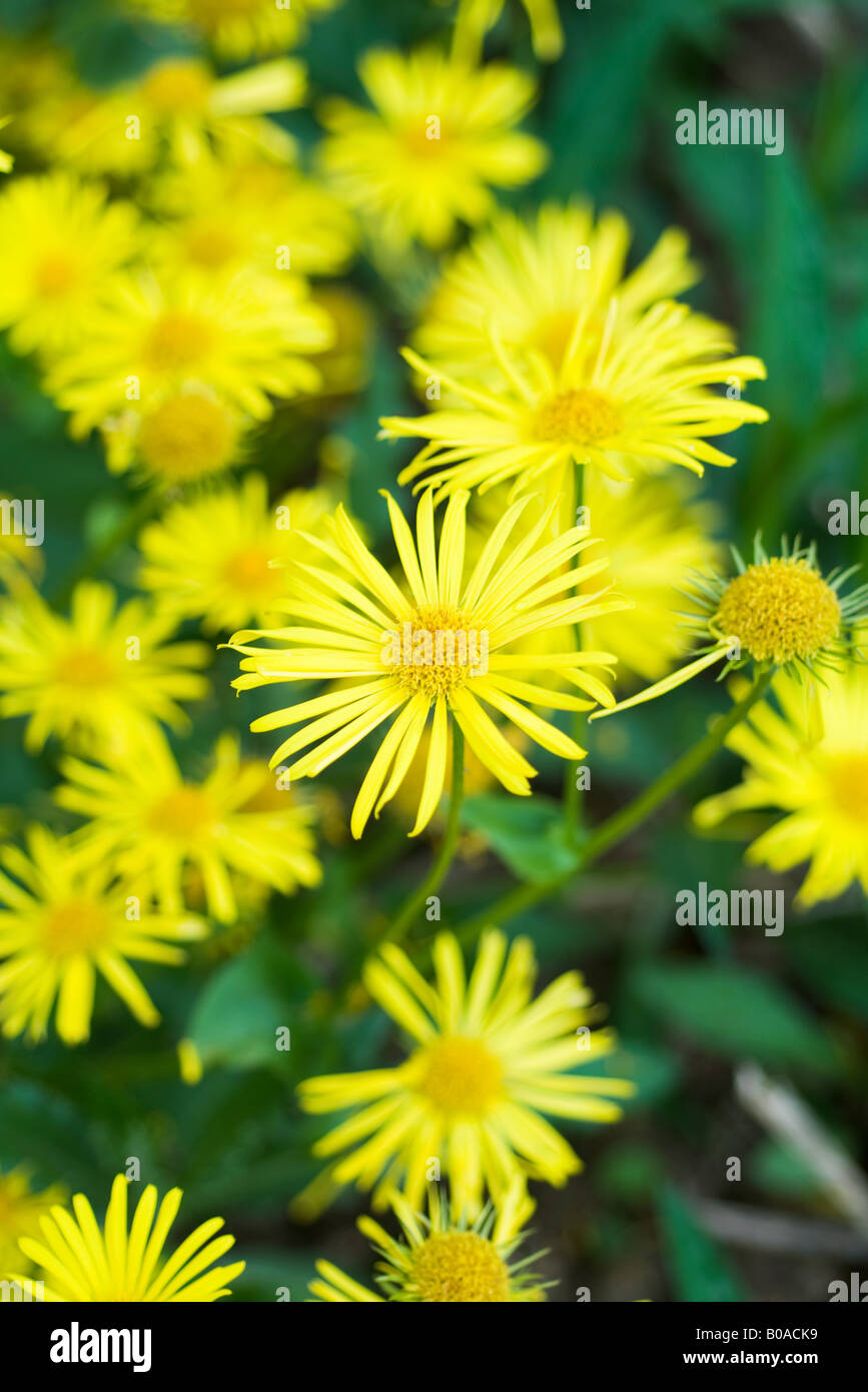 Asters jaune, close-up Photo Stock - Alamy
