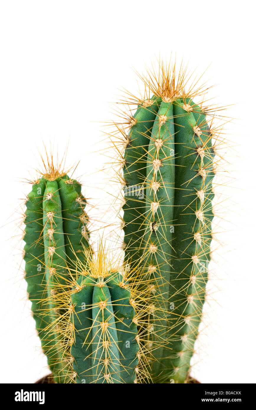 Cactus, close-up Banque D'Images