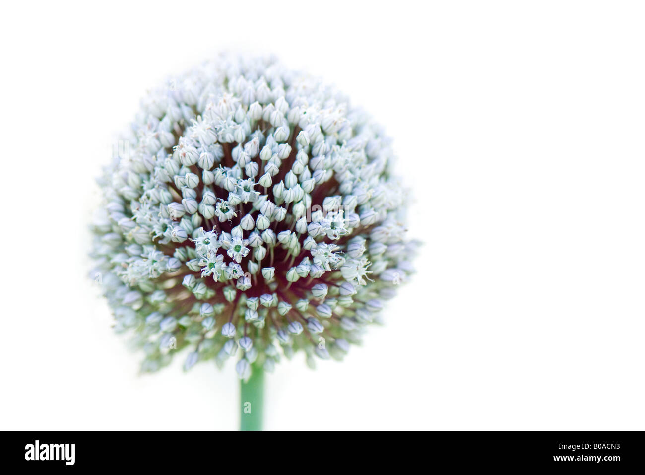 Allium, close-up Banque D'Images