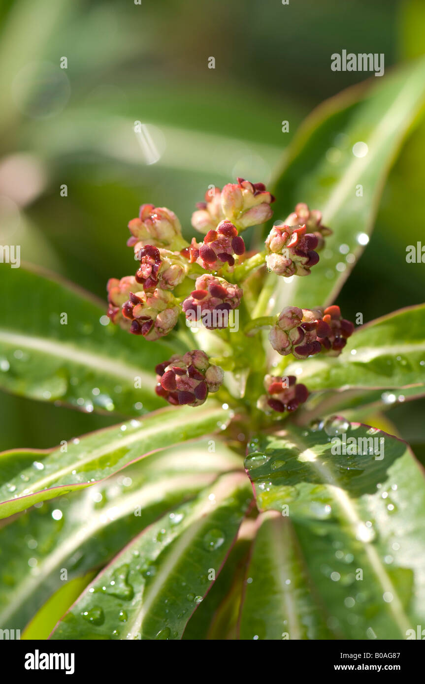 L'euphorbe ésule (Euphorbia melifera miel) Banque D'Images