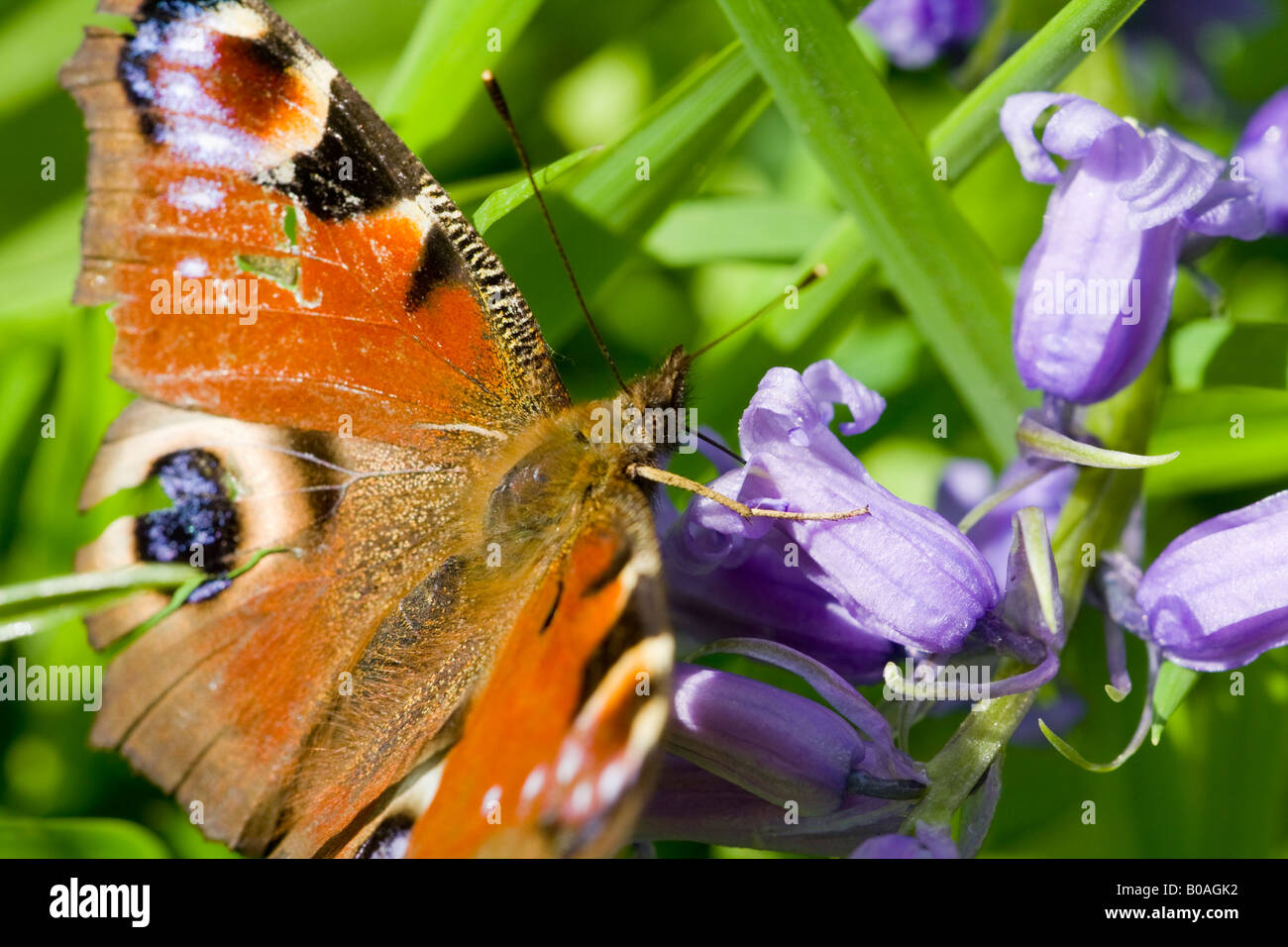 Papillon paon sur Bluebells Banque D'Images