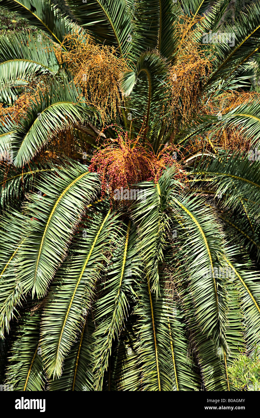 3 Graines De Palmier Des Canaries - Phoenix Canariensis - Palmier Résistant Pour Jardin