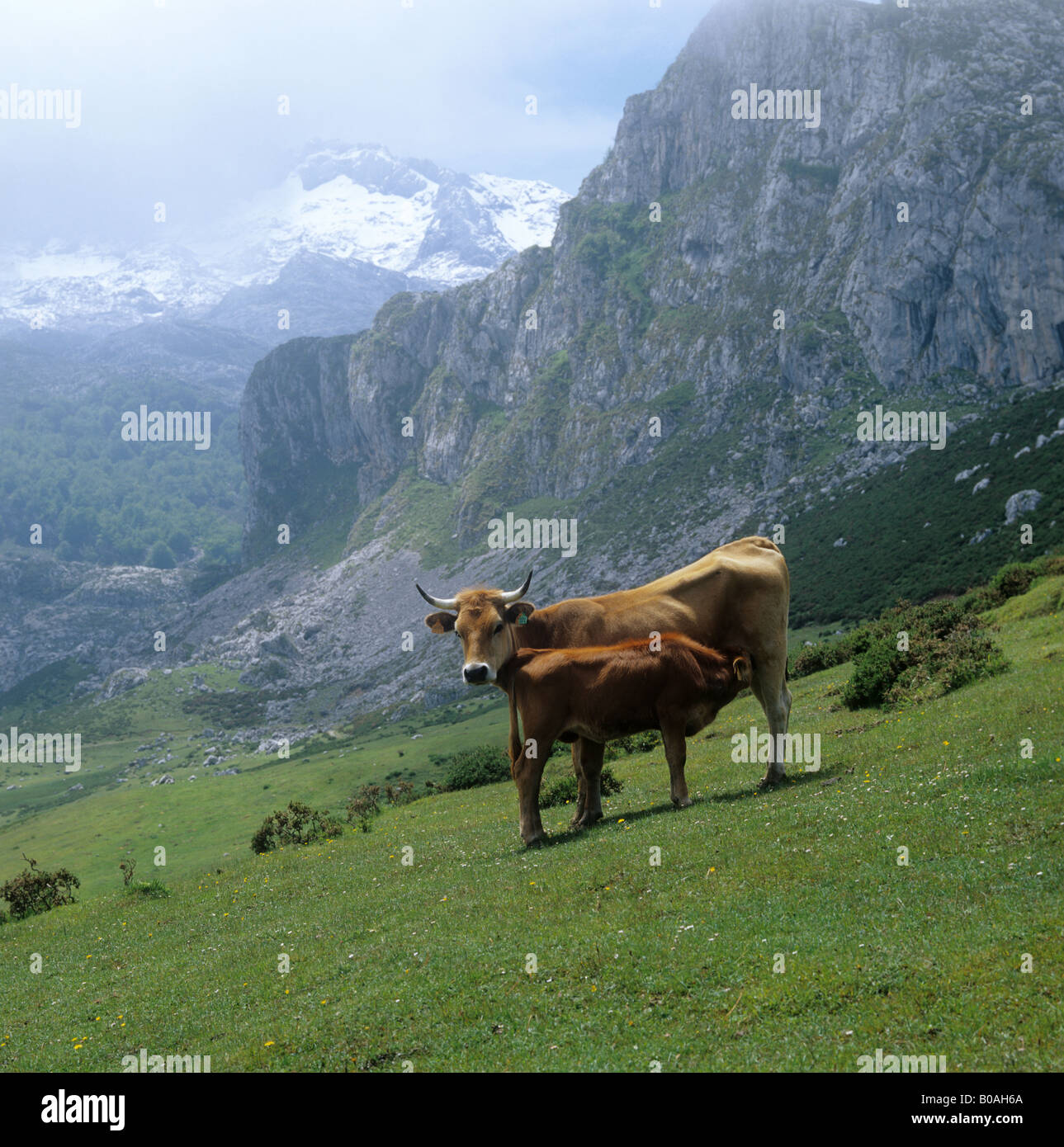 La montagne asturienne vache avec son veau en montagnes majestueuses en Espagne Picos de Europa Banque D'Images