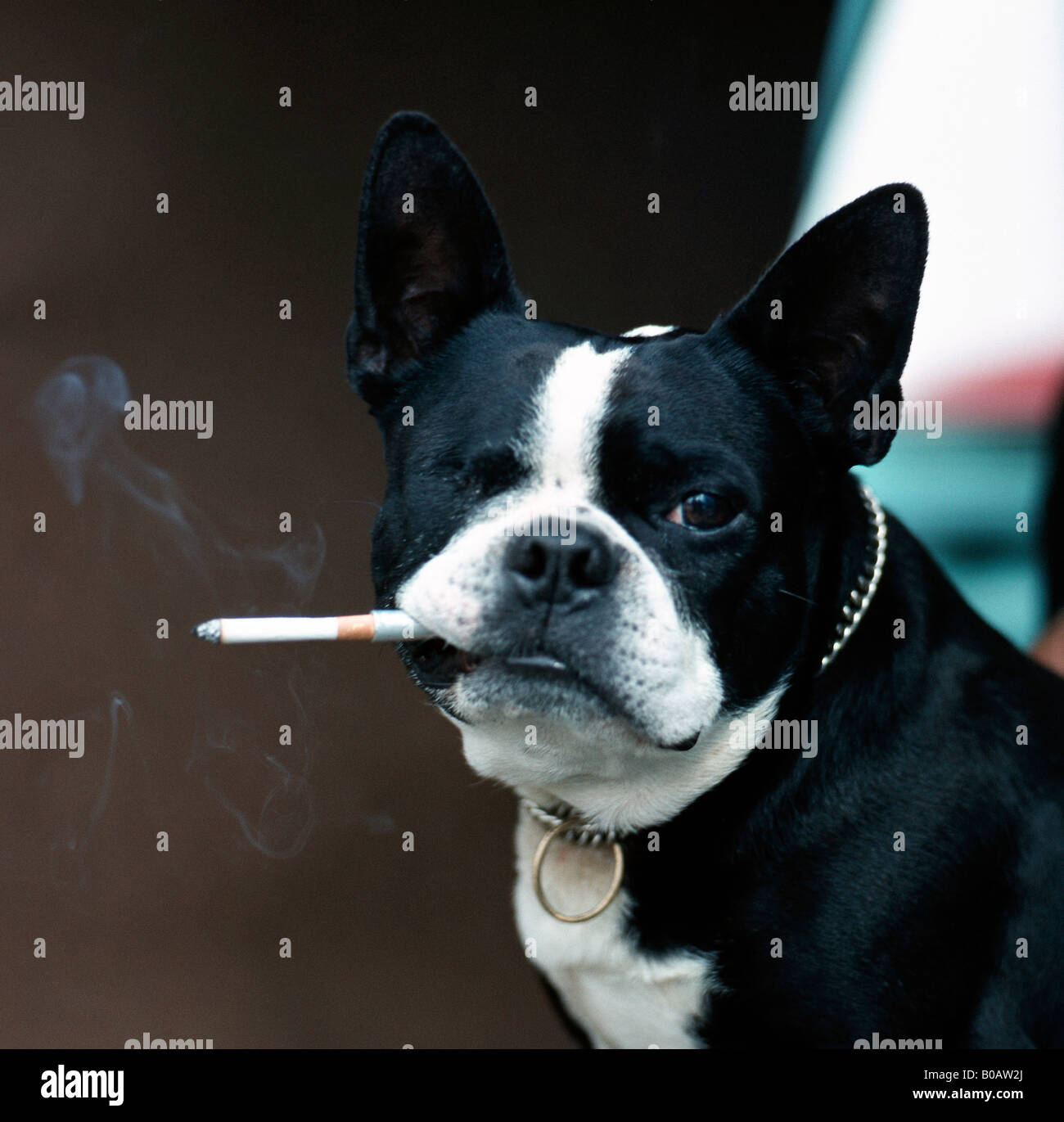 What Happens If A Dog Chews A Cigarette at Angela Farley blog