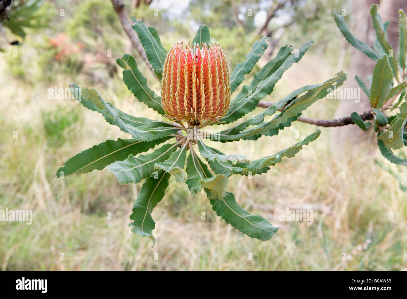 Bois de Banksia menziesii) culture des fleurs en bold Park, Perth, Australie occidentale Banque D'Images