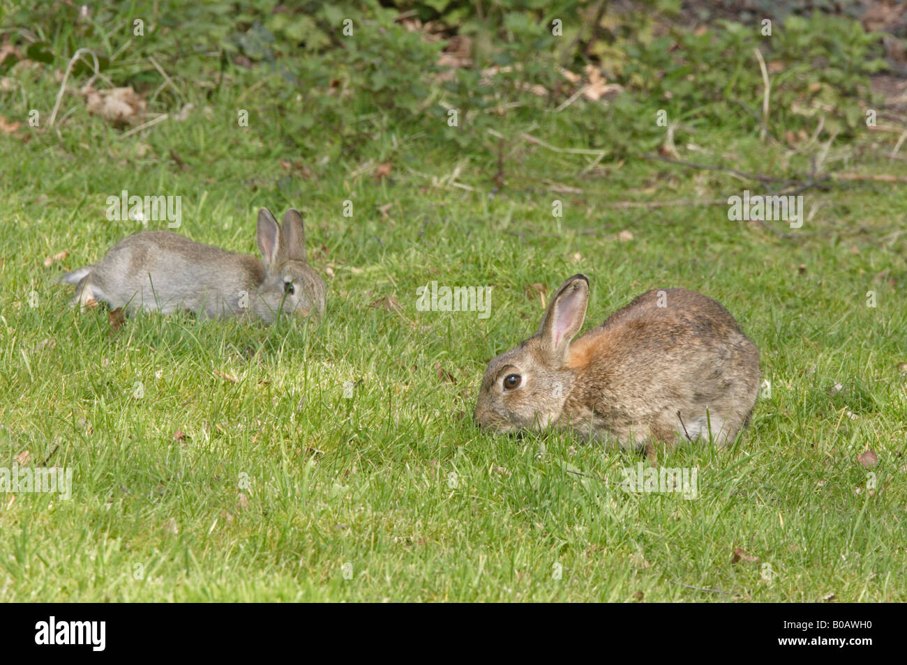 Jeune lapin dans une forêt de Dean Jardin Banque D'Images