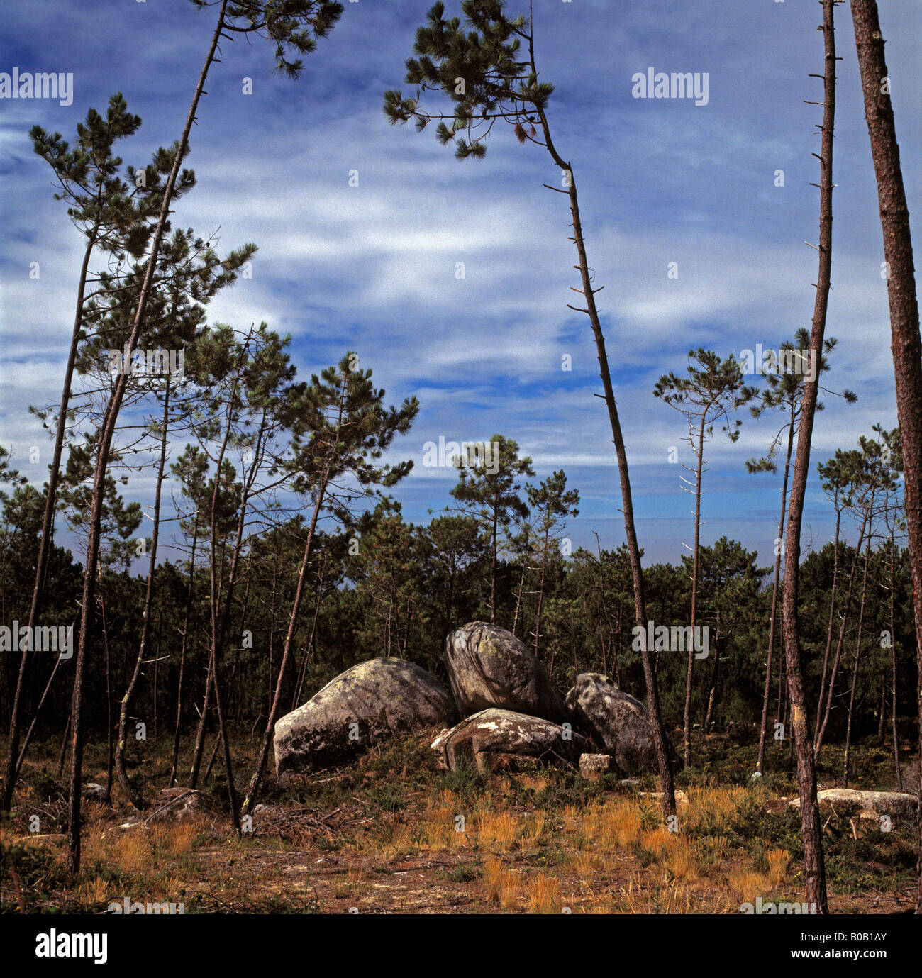 Rochers et arbres dans le paysage espagnol Banque D'Images