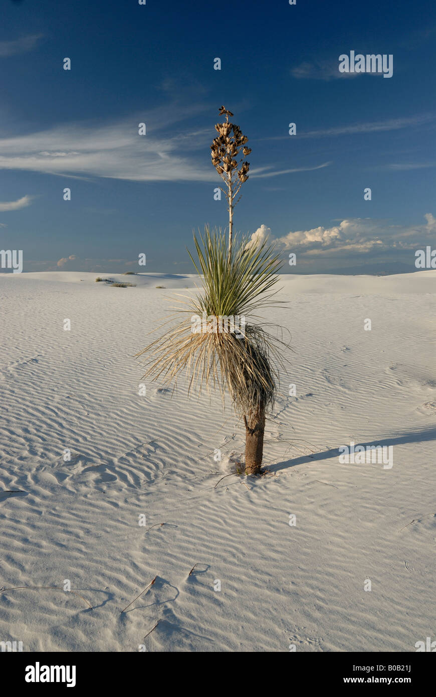 Une fleur dans le désert de gypse ridée dunes de sable dans le White Sands National Monument Nouveau Mexique USA Banque D'Images