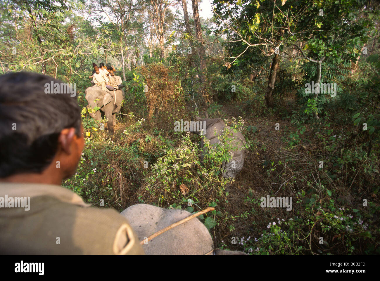 L'Inde Bengale Ouest Jaldhapara Wildlife Sanctuary visiteurs à dos d'éléphant indien visualisation un Rhino Rhinoceros unicornis cornu Banque D'Images