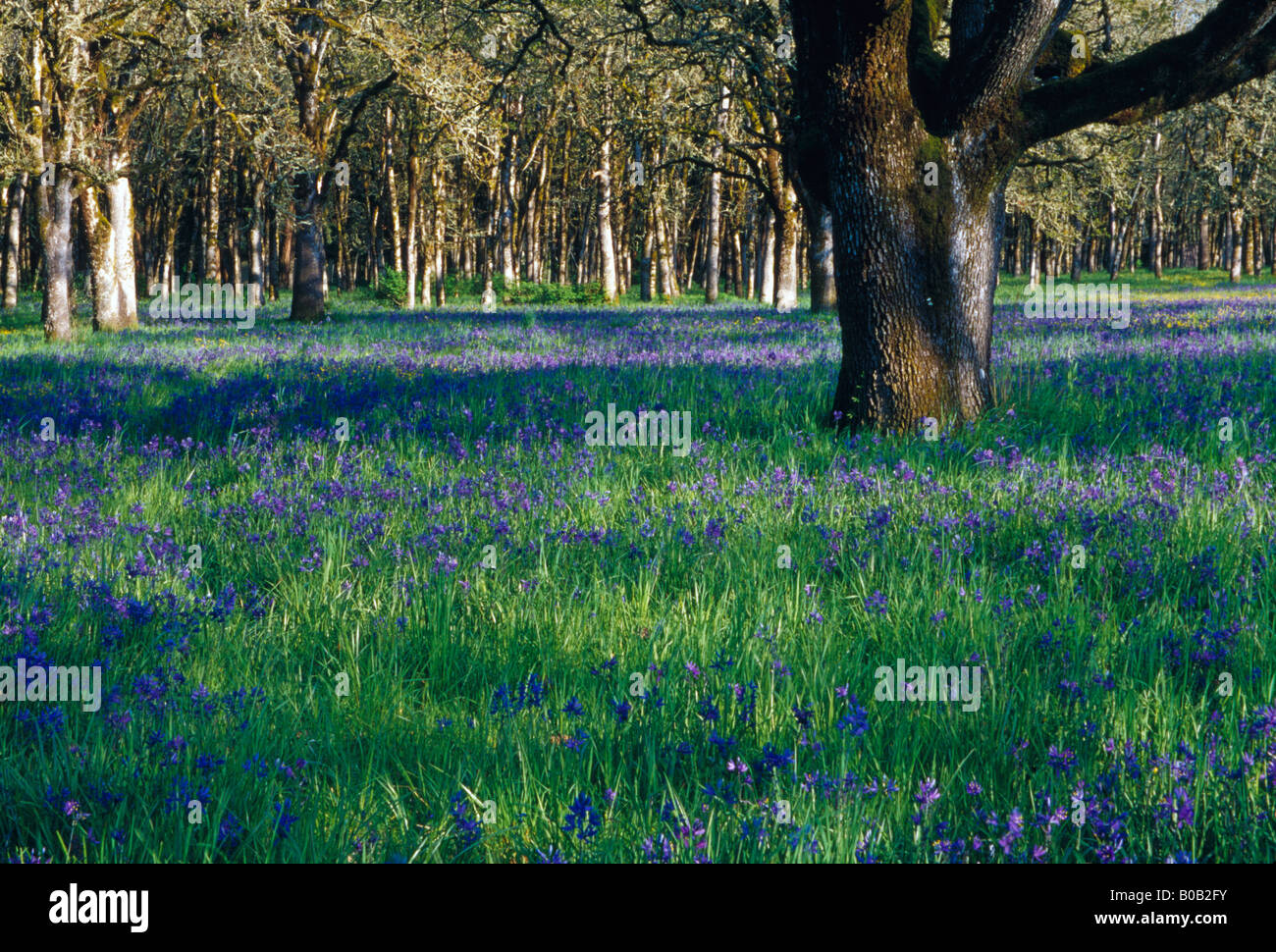 NA, USA, Utah, Salem. Domaine de camas et chênes. Banque D'Images