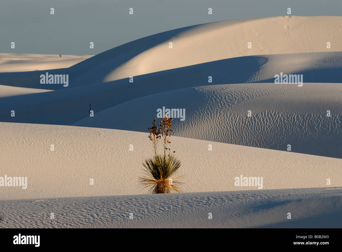 Une Fleur du désert solitaire dans le gypse ridée dunes de sable dans le White Sands National Monument Nouveau Mexique USA Banque D'Images