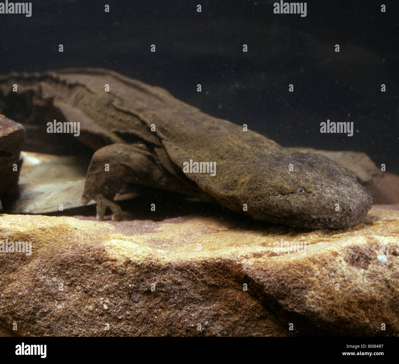 HELLBENDER DEVIL DOG OU ALLIGATOR Cryptobranchus alleganiensis