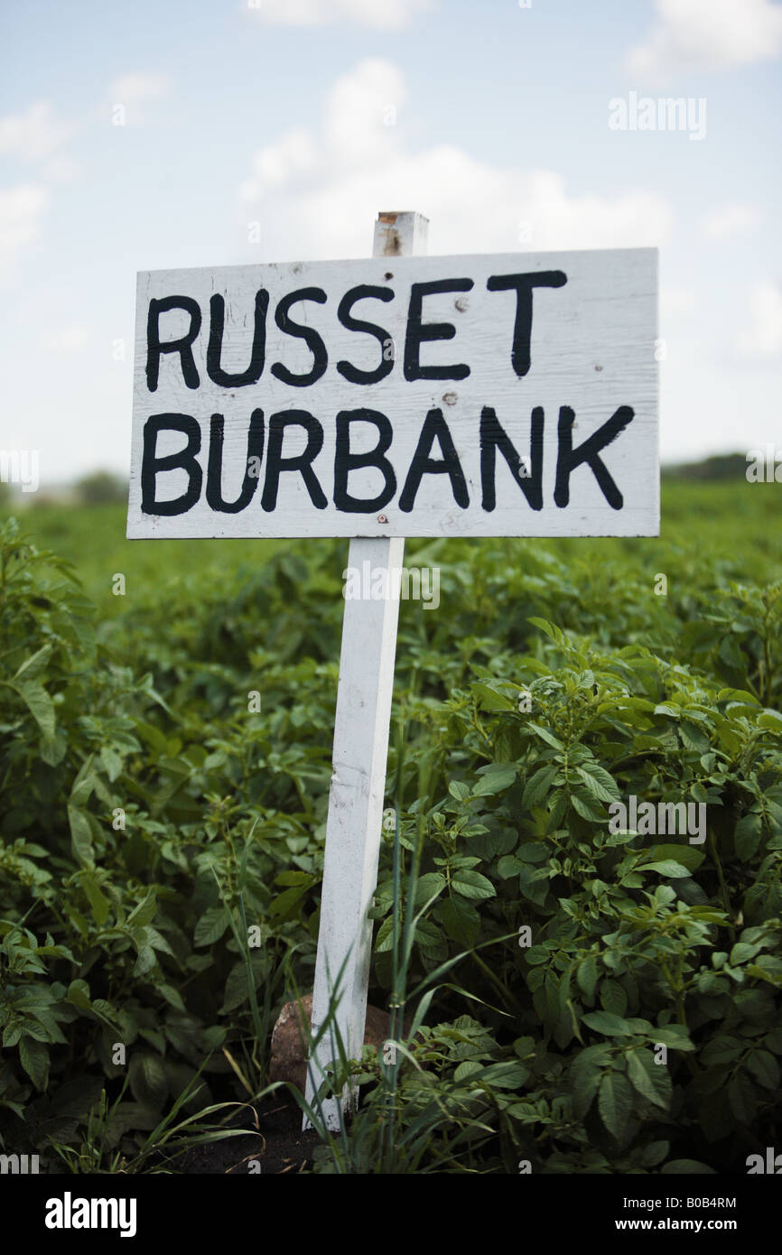 Signer pour une culture de pommes de terre russet Burbank Banque D'Images