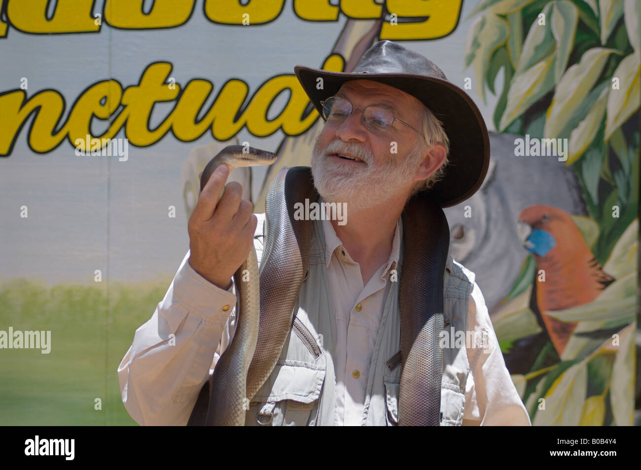 Manutention touristique Python Olive Banque D'Images