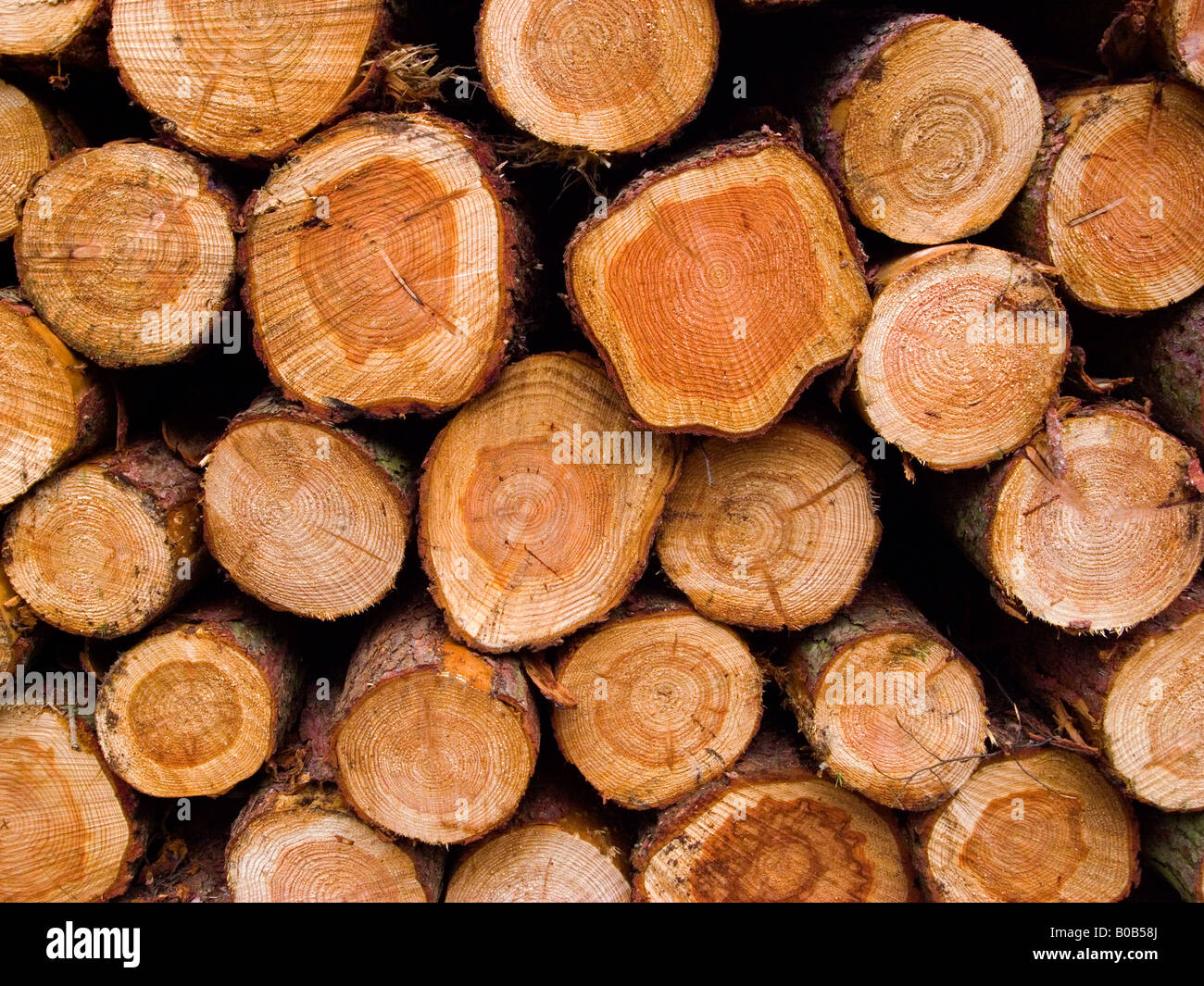 Vue rapprochée de grumes sciages de Pin fraîchement montrant les anneaux Banque D'Images