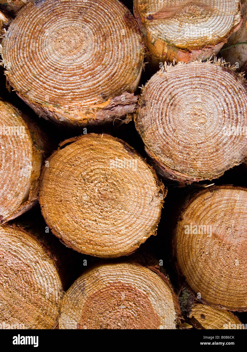Vue rapprochée de grumes sciages de Pin fraîchement montrant les anneaux Banque D'Images