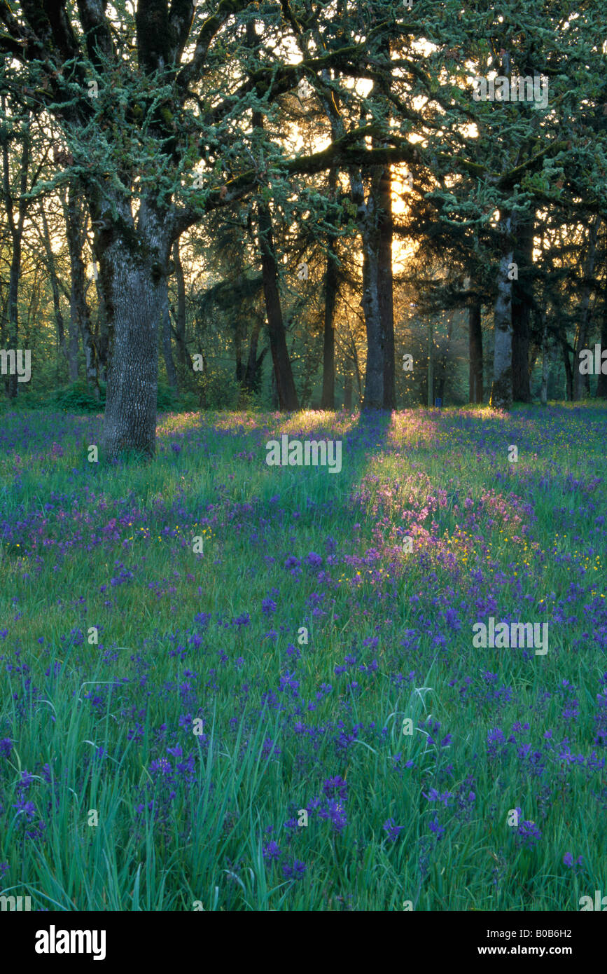 NA, USA, Utah, Salem. Domaine de camas et chênes. Banque D'Images