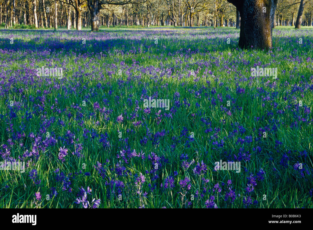 NA, USA, Utah, Salem. Domaine de camas et chênes. Banque D'Images