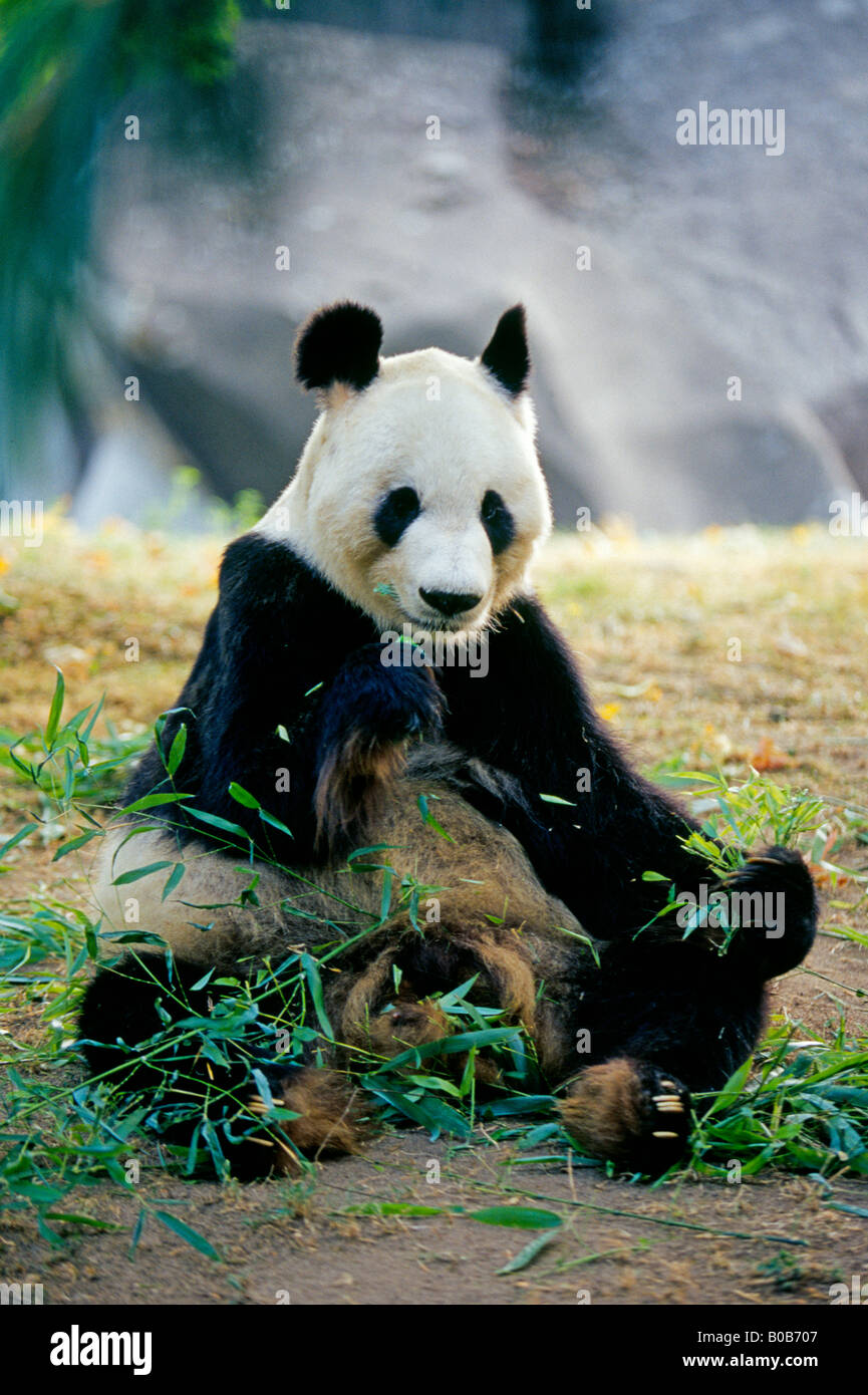 Un largeChinese Panda mange des feuilles de bambou au zoo de PARIS PARIS FRANCE Banque D'Images