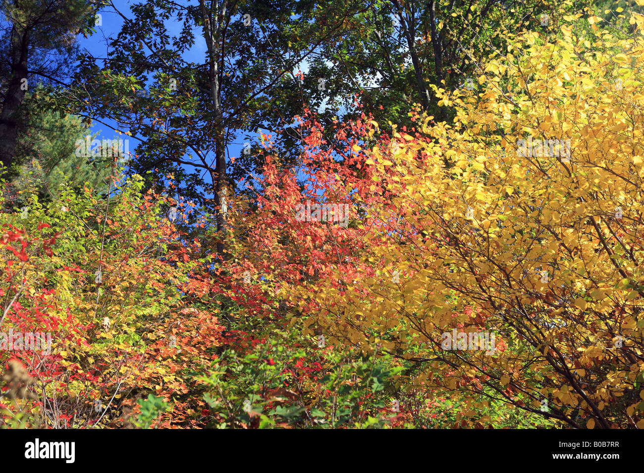 Feuillage d'automne, Mohawk Trail, Massachusetts, New England, USA Banque D'Images Feuillage d'automne, Mohawk Trail, Massachusetts, New England, USA Banque D'Images