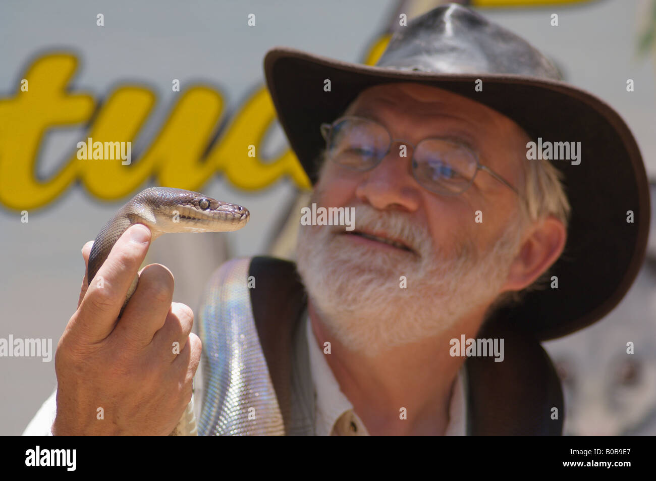Manutention touristique Python Olive Banque D'Images